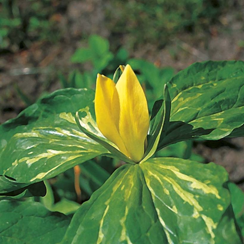 Trillium luteum (Zwiebel) - Dreiblatt (Blüte)