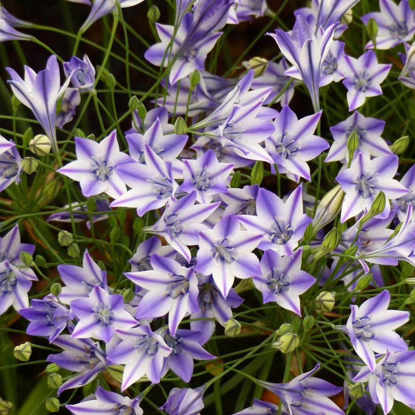 Triteleia Rudy - Triteleie (Blüte)