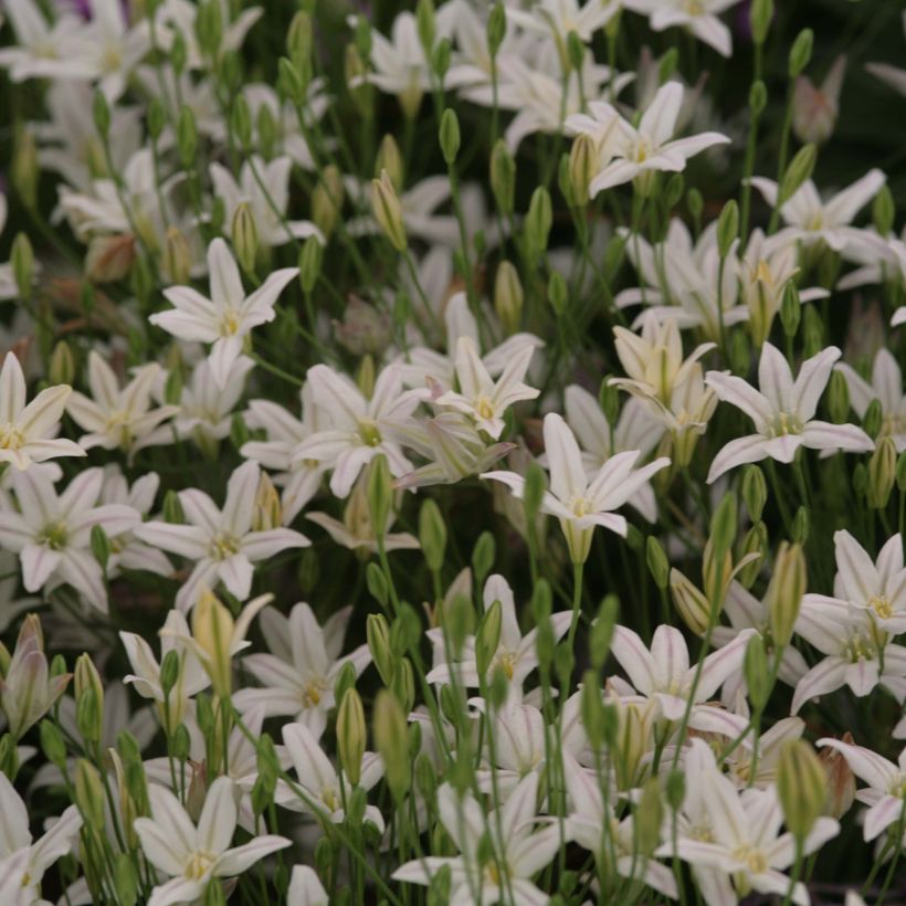 Triteleia laxa Silver Queen - Blaue Triteleie (Blüte)