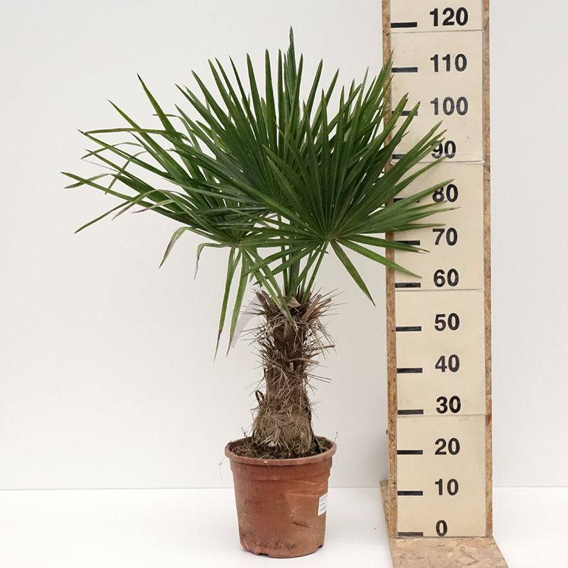 Exemplar von Trithrinax campestris - Blaue Nadelpalme Topf mit 7,5L/10LGelieferte Höhe ca. 40/50cm wie im Winter geliefert