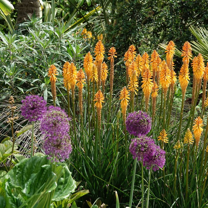 Fackellilie Mango Popsicle - Kniphofia (Hafen)