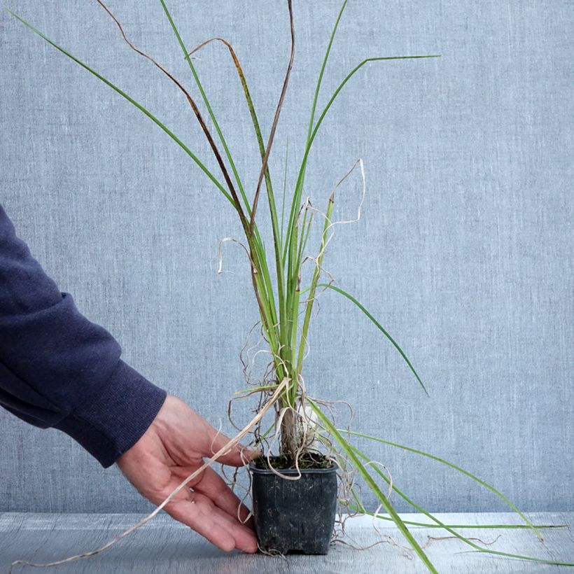 Exemplar von Tritoma - Kniphofia Papaya Popsicle en godet de 8cm wie im Herbst geliefert