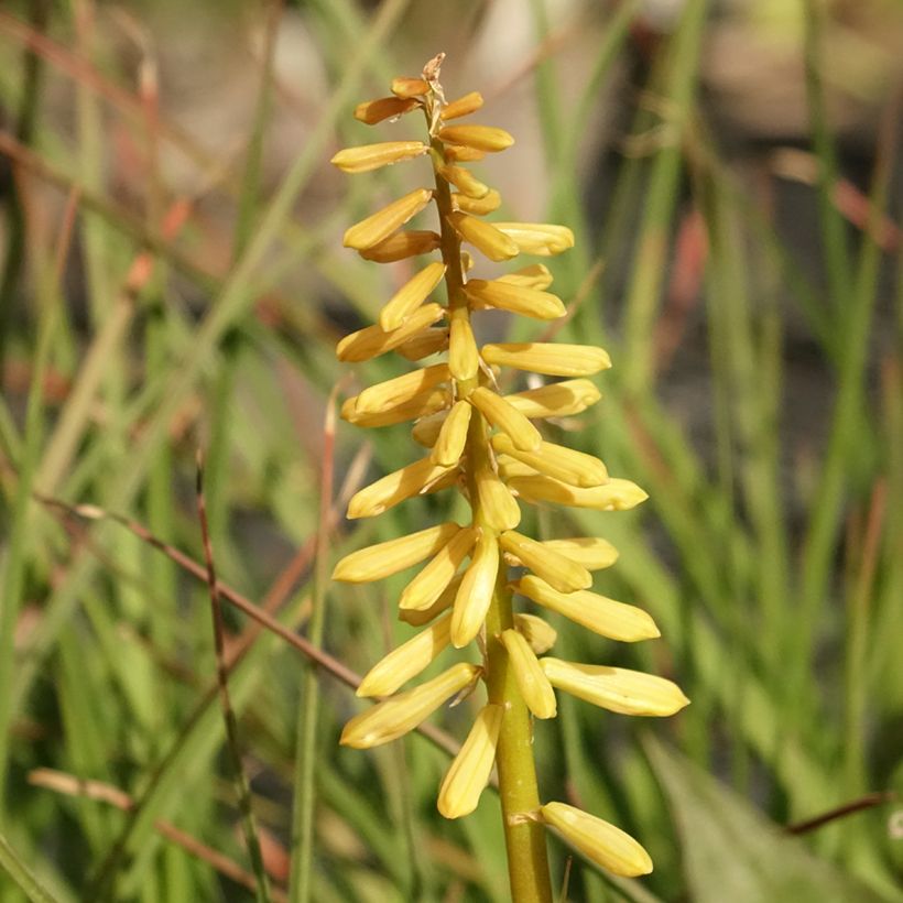 Fackellilie Pineapple Popsicle - Kniphofia (Blüte)