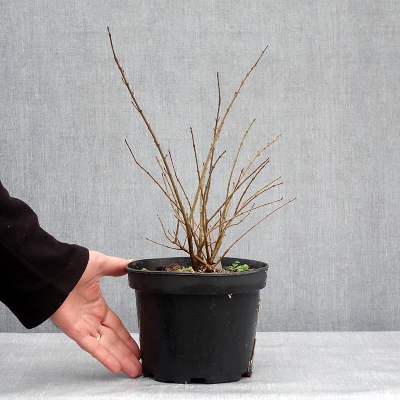 Exemplar von Zwergliguster Lodense - Ligustrum vulgare Topf mit 3L/4LGelieferte Höhe ca. 30cm wie im Winter geliefert