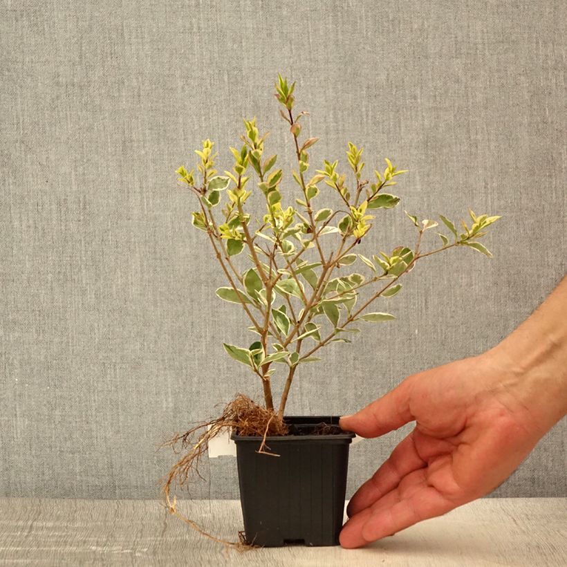 Exemplar von Weißgerandeter Ovalblättriger Argenteum - Ligustrum ovalifolium wie im Frühjahr geliefert