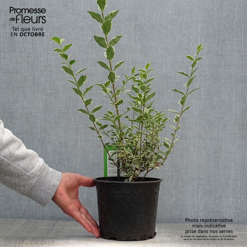 Exemplar von Troène de Californie Argenteum - Ligustrum ovalifolium Pot de 2L/3L wie im Herbst geliefert