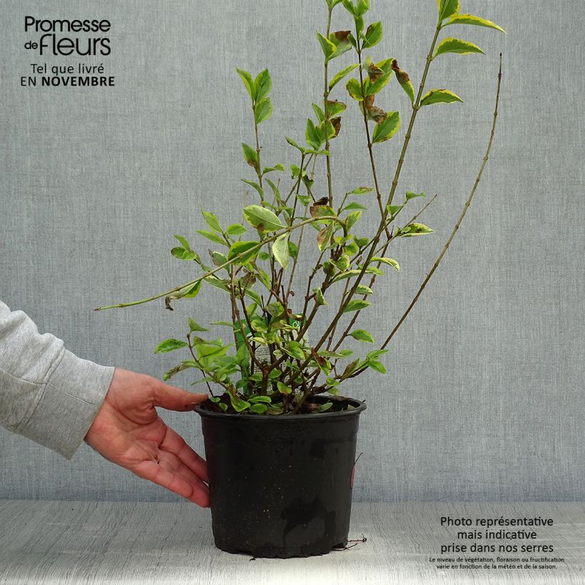 Exemplar von Troène doré - Ligustrum ovalifolium Aureum 50cm en pot de 2L/3L wie im Herbst geliefert