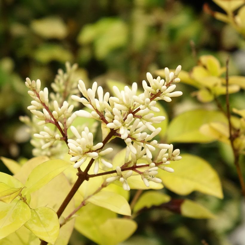 Gelblaubiger Liguster - Ligustrum vicaryi (Blüte)