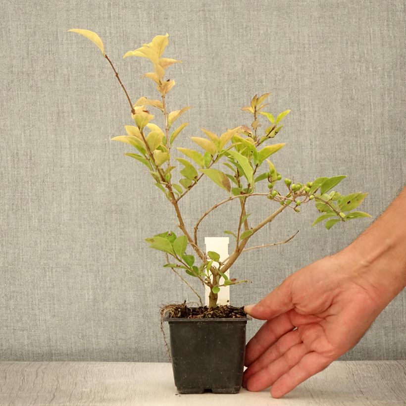 Exemplar von Troène doré - Ligustrum vicaryi en godet de 9cm wie im Sommer geliefert