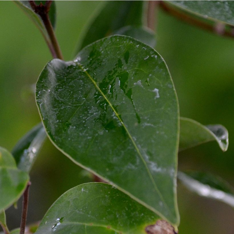 Japanischer Liguster - Ligustrum japonicum (Laub)