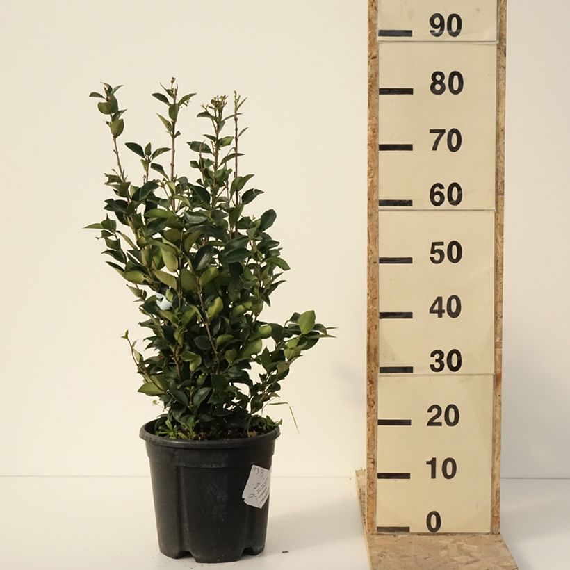 Exemplar von Japanischer Liguster Texanum - Ligustrum japonicum Topf mit 7,5L/10LGelieferte Höhe ca. 80/+cm wie im Winter geliefert