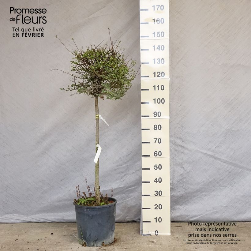 Exemplar von Troène - Ligustrum delavayanum en pot 15L Demi-tige (60cm), forme boule diamètre 30/35 cm Pot de 12L/15L wie im Winter geliefert