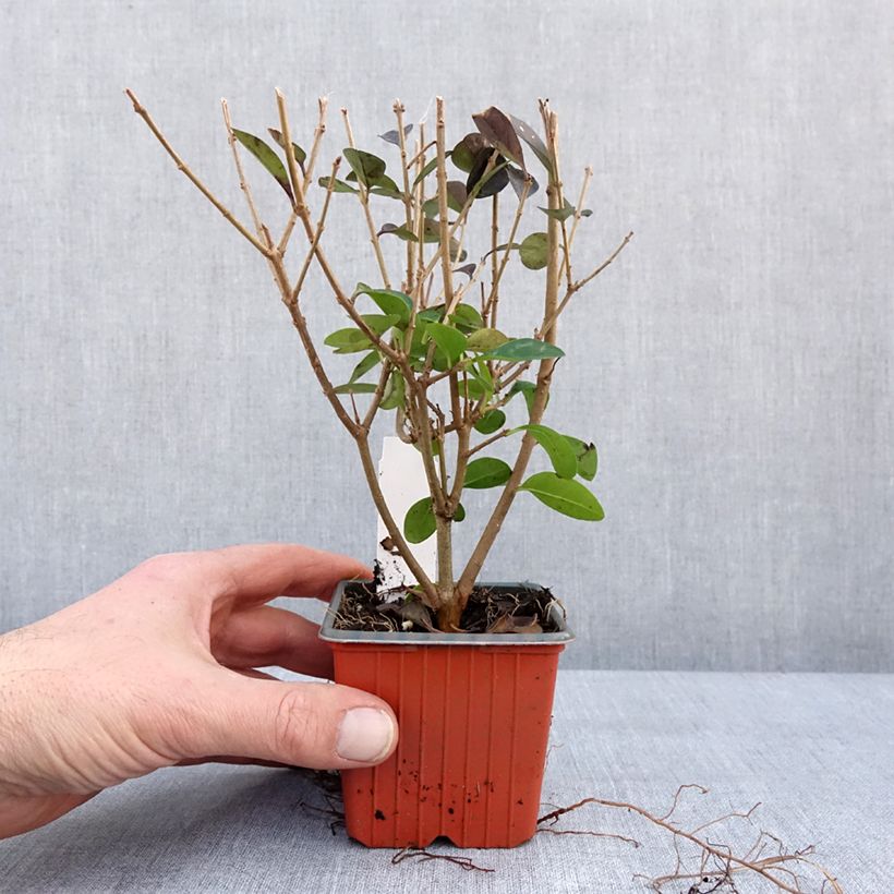 Exemplar von Ovalblättriger Liguster - Ligustrum ovalifolium Kleine Töpfe von 8/9 cm wie im Winter geliefert