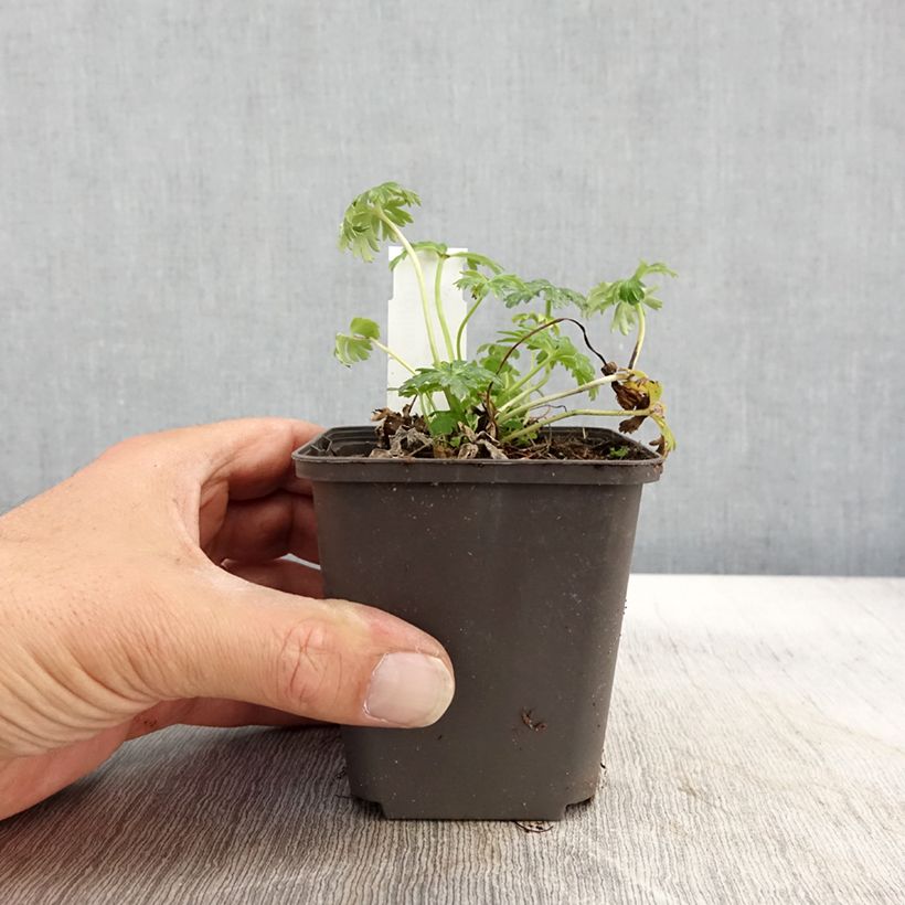 Exemplar von Trolle nain - Trollius pumilus Godet de 9cm wie im Herbst geliefert