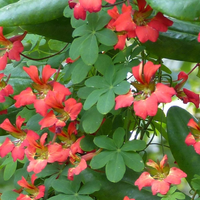 Tropaeolum speciosum - Pracht-Kapuzinerkresse (Laub)