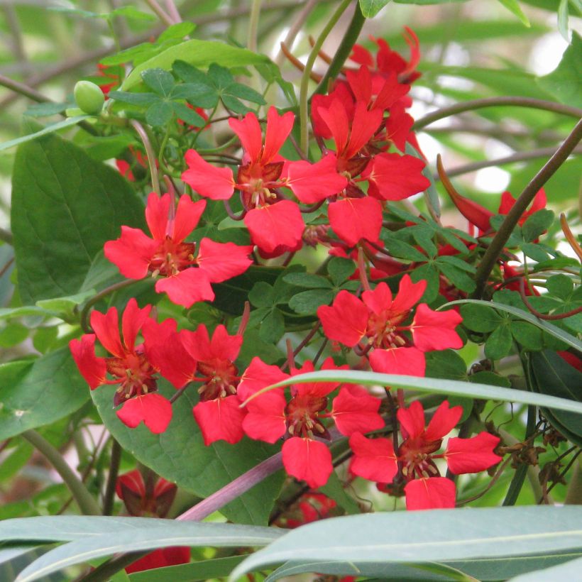 Tropaeolum speciosum - Pracht-Kapuzinerkresse (Blüte)