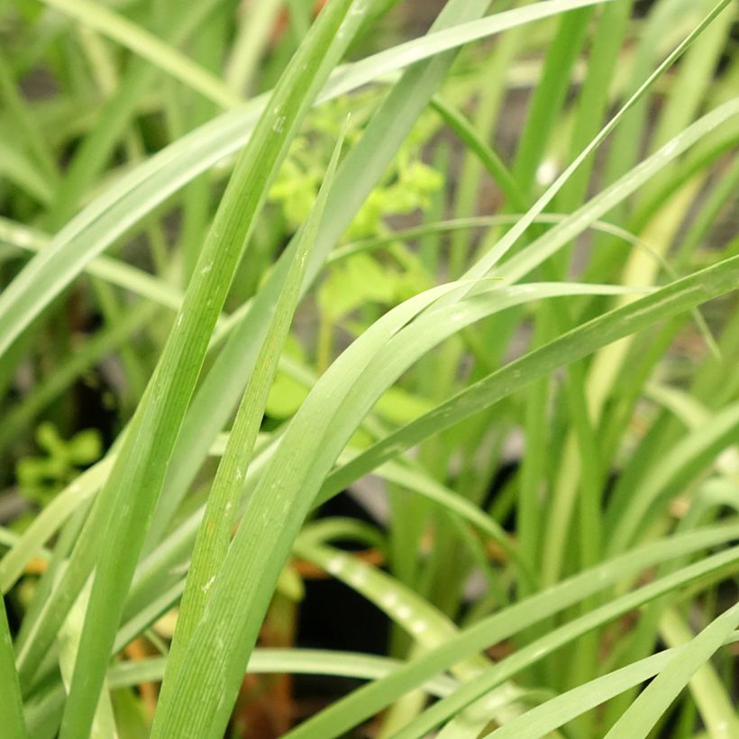 Tulbaghia cominsii Violacea (Laub)