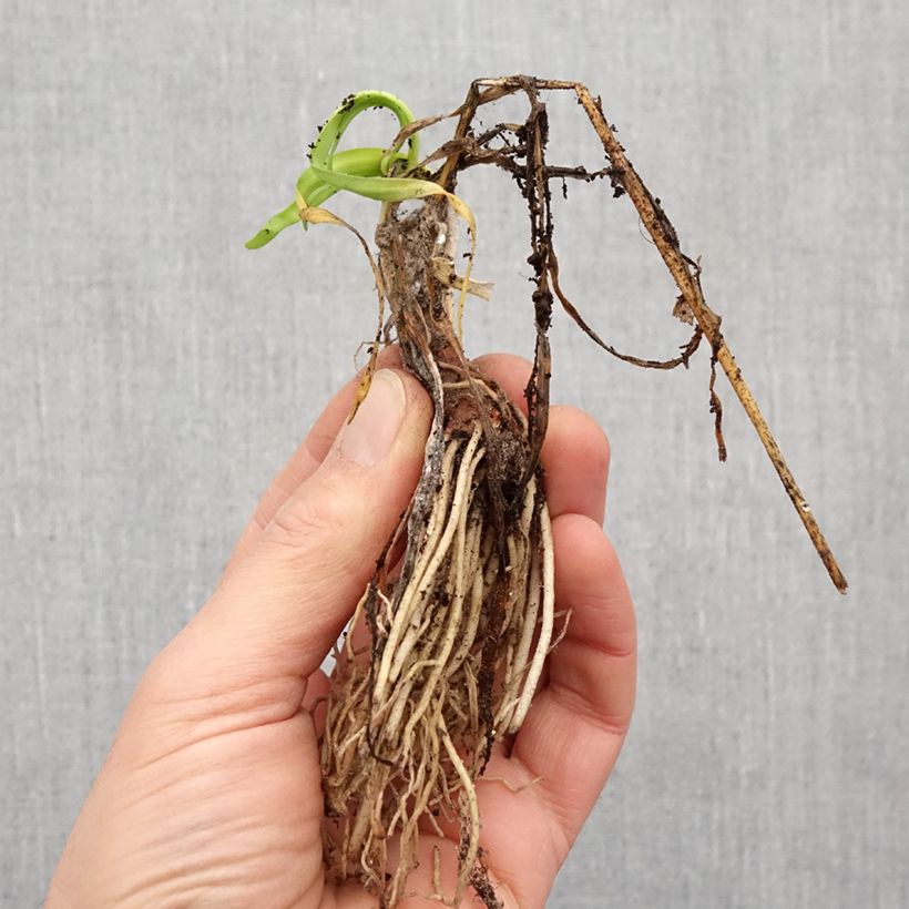 Exemplar von Tulbaghia cominsii Violacea - Bulbe wie im Frühjahr geliefert