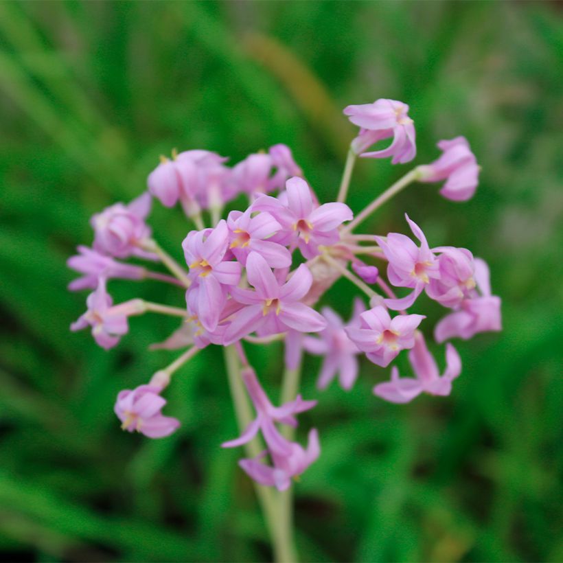 Tulbaghia violacea Flamingo (Blüte)