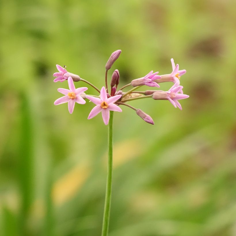 Tulbaghia violacea var. maritima simmleri Himba (Blüte)