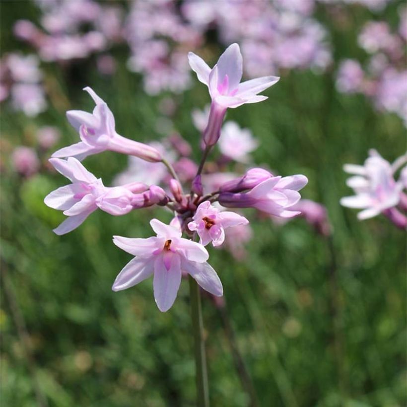 Tulbaghia violacea Ashanti (Blüte)