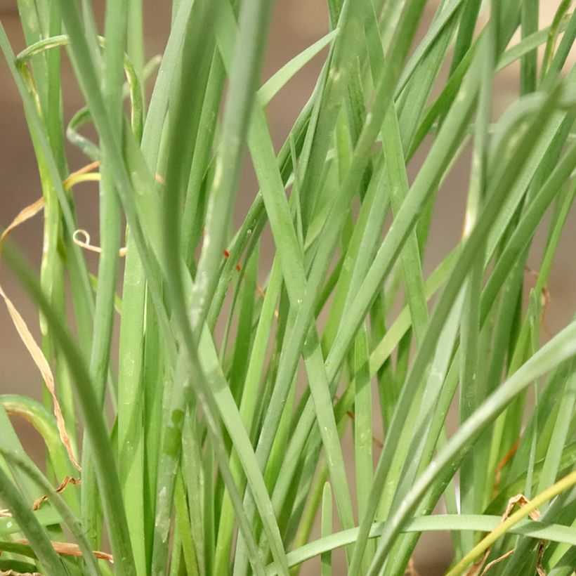 Tulbaghia violacea Ashanti (Laub)