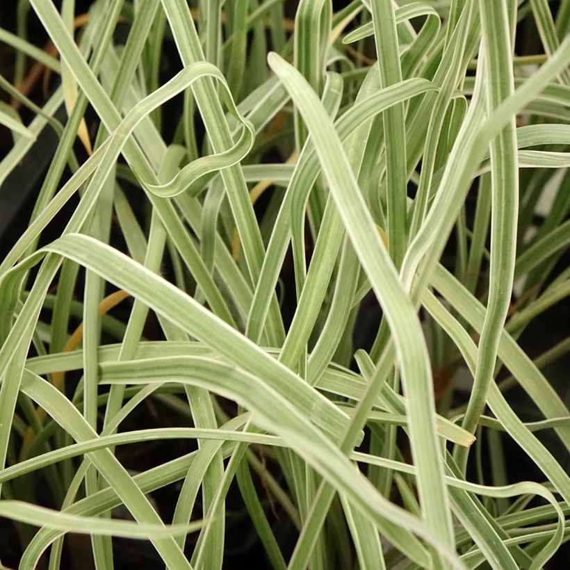 Tulbaghia violacea Silver Lace (Laub)