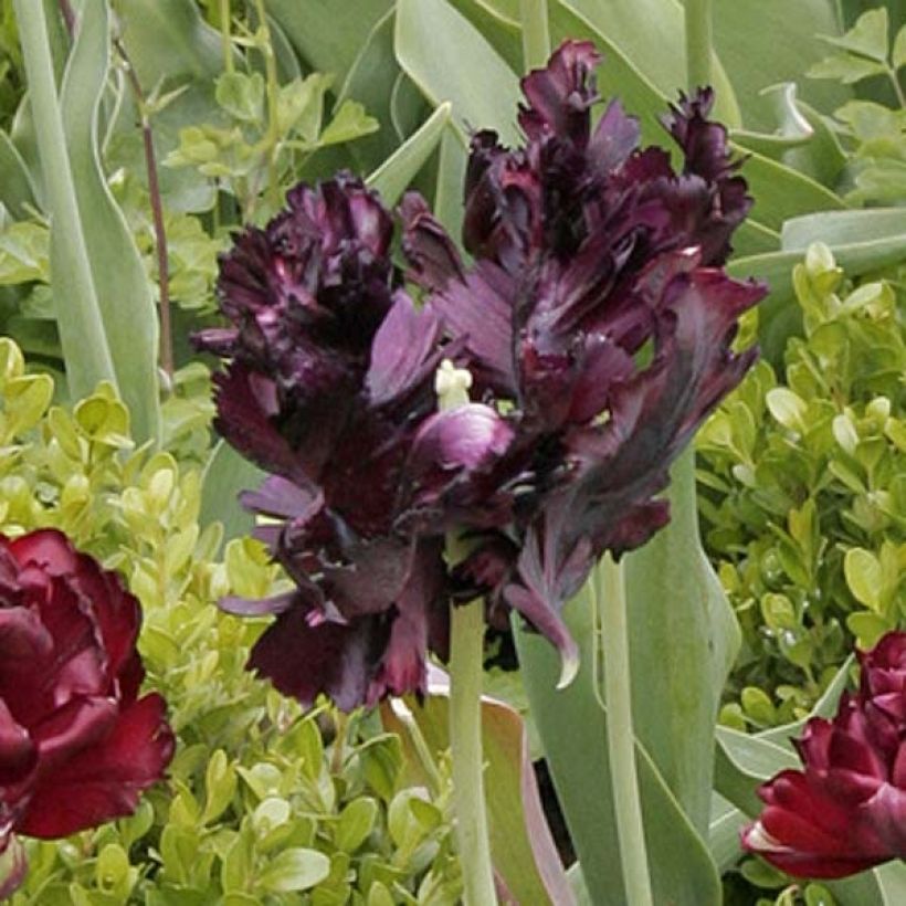 Papageien-Tulpe Black Parrot (Blüte)