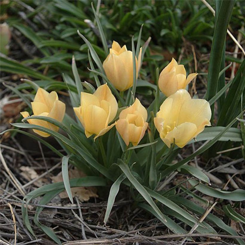 Tulipa batalinii Bright Gem - Leinblättrige Tulpe (Blüte)