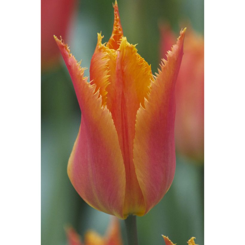 Gefranste Tulpe Alexandra (Blüte)