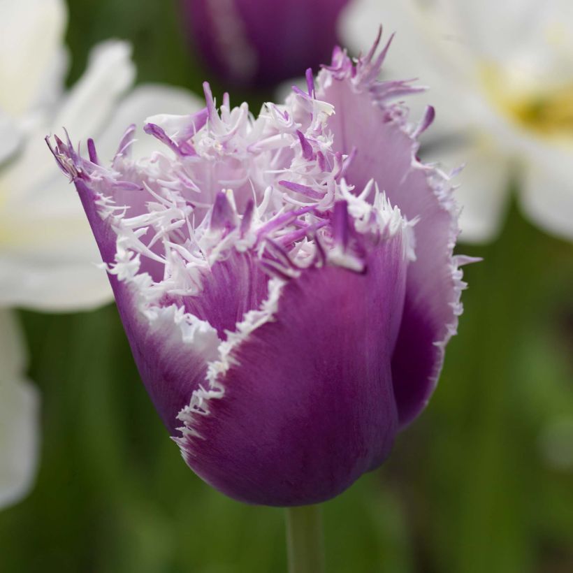 Gefranste Tulpe Cummins (Blüte)