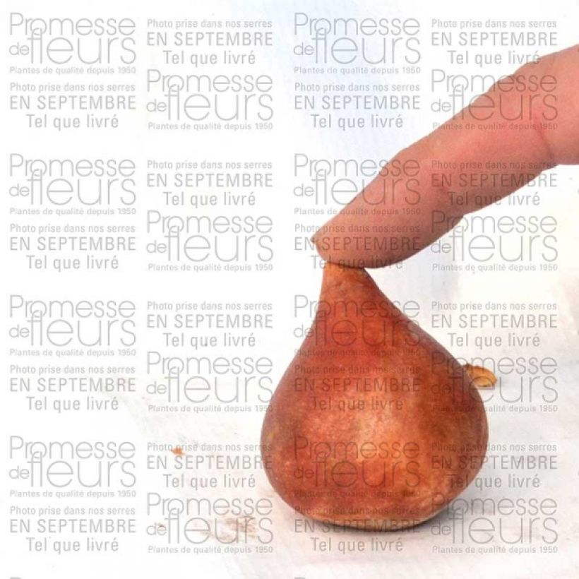 Beispiel eines Exemplars von Gefranste Tulpe Sensual Touch wie geliefert