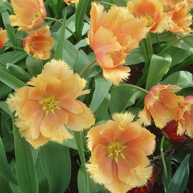 Gefranste Tulpe Lambada (Blüte)