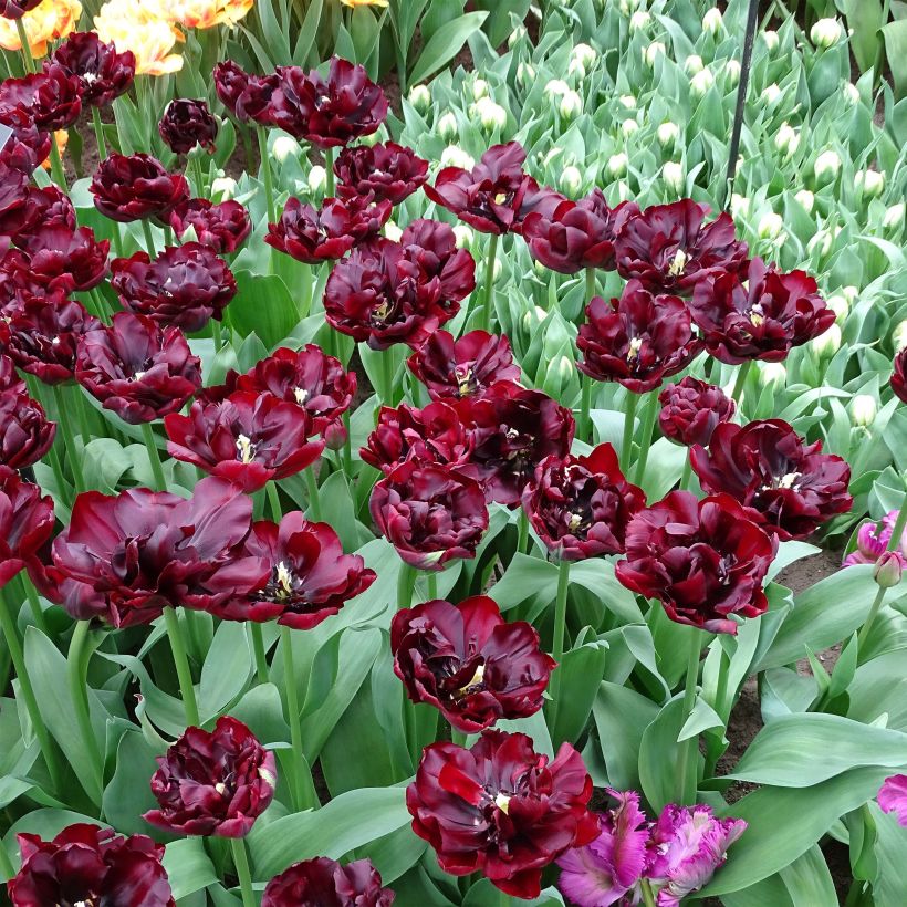 Frühe Gefüllte Tulpe Palmyra (Blüte)