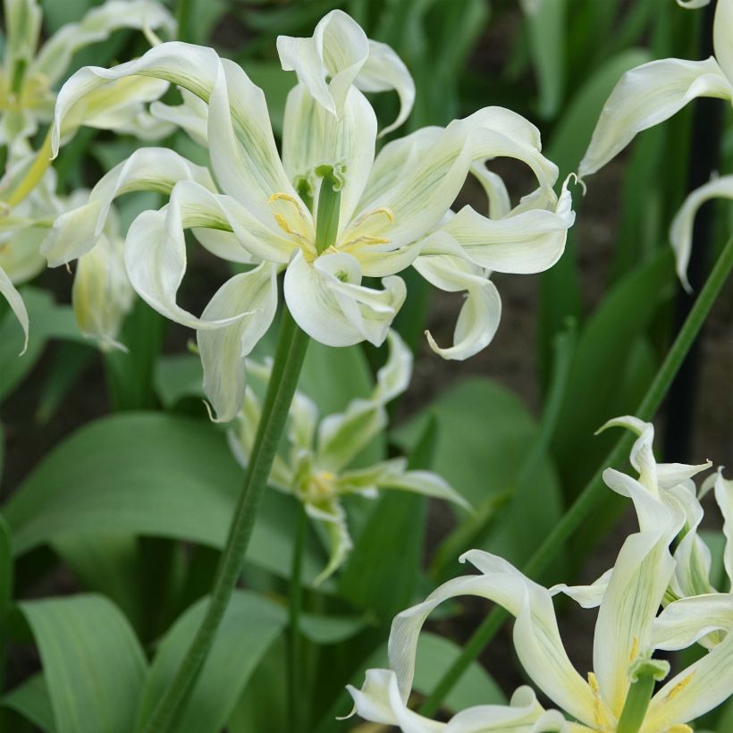 Lilienblütige Tulpe Green Dance (Hafen)