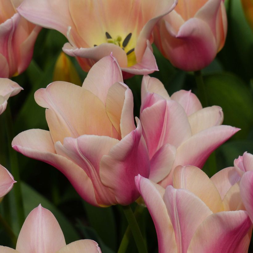 Lilienblütige Tulpe Sanne (Blüte)