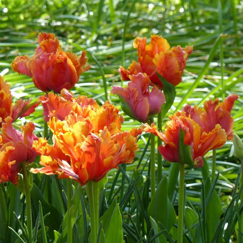 Papageien-Tulpe Amazing Parrot (Blüte)