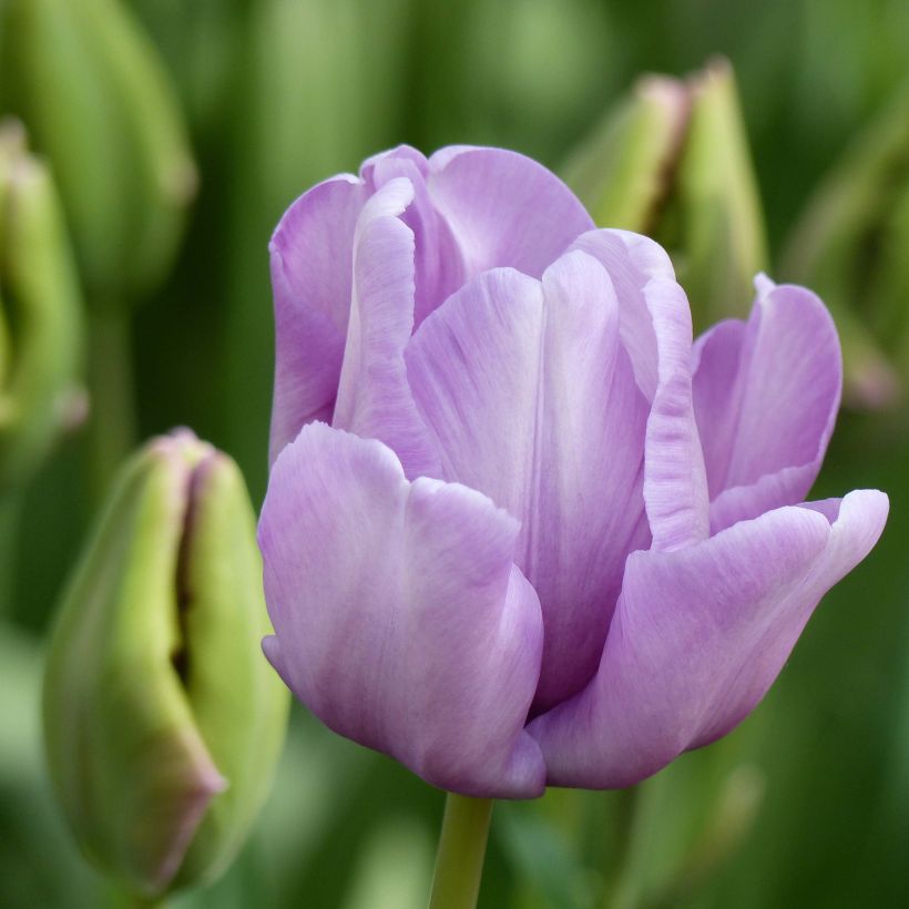 Papageien-Tulpe James Last (Blüte)