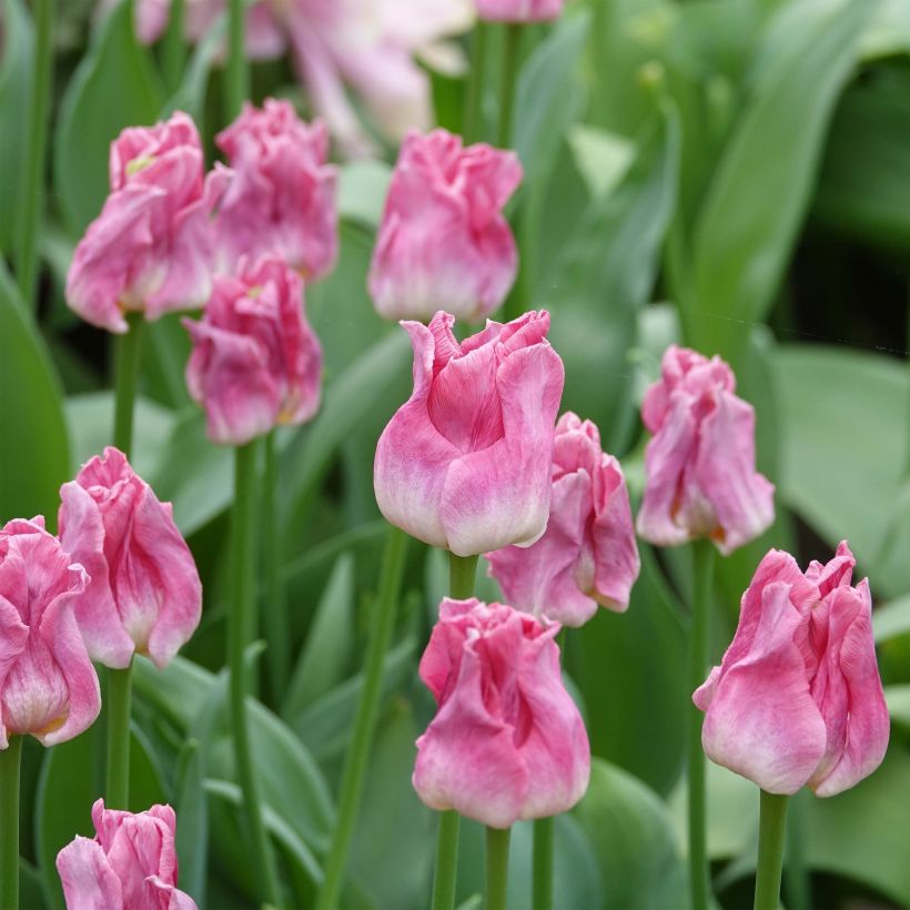 Triumph-Tulpe Crown of Dynasty (Blüte)