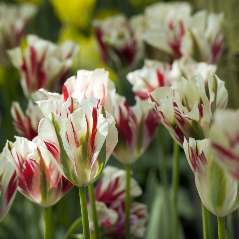 Viridiflora-Tulpe Flaming Spring Green (Blüte)