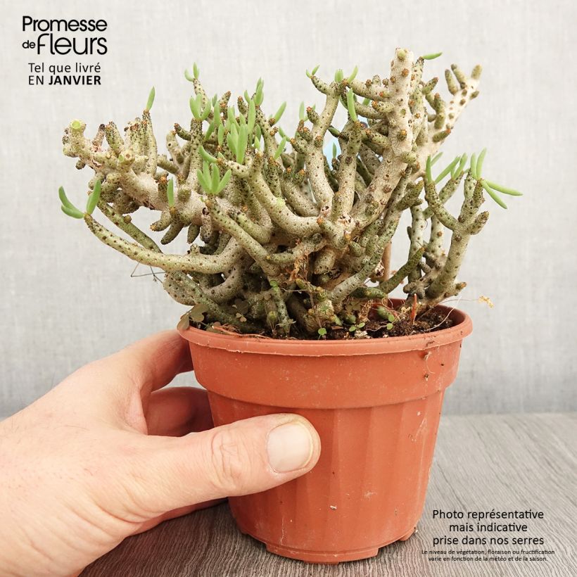 Exemplar von Tylecodon bucholzianus Pot de 13 cm wie im Winter geliefert