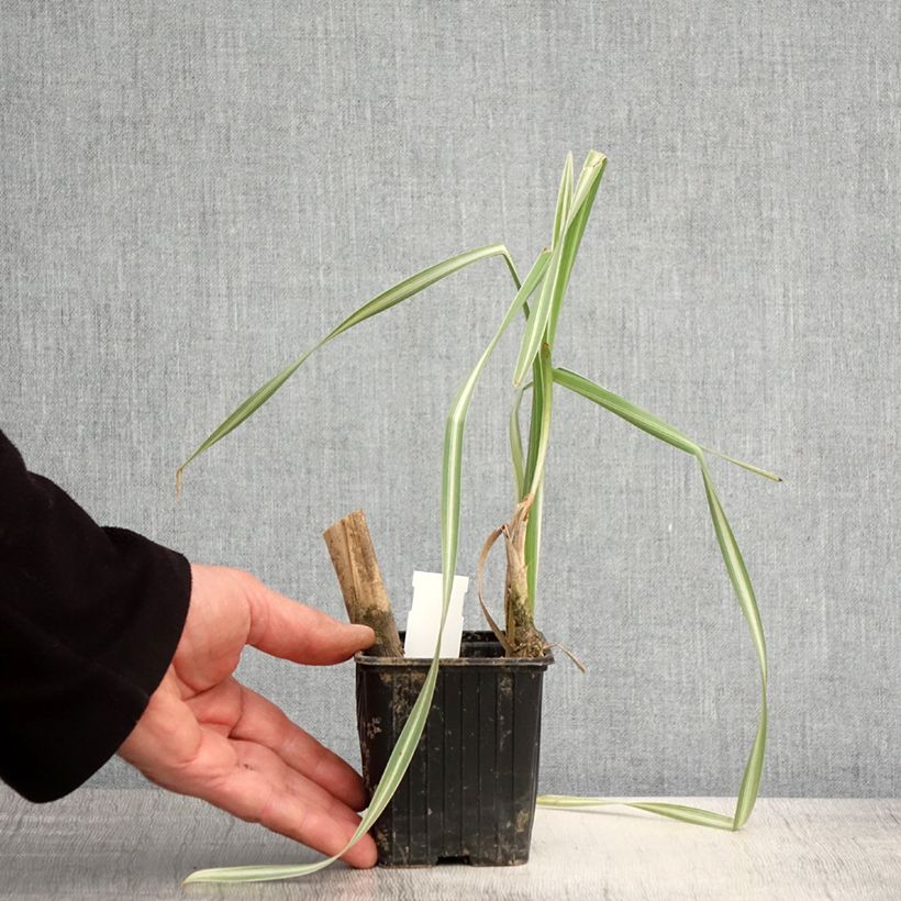 Exemplar von Typha latifolia Variegata - Breitblättriger Rohrkolben Kleine Töpfe von 8/9 cm wie im Frühjahr geliefert