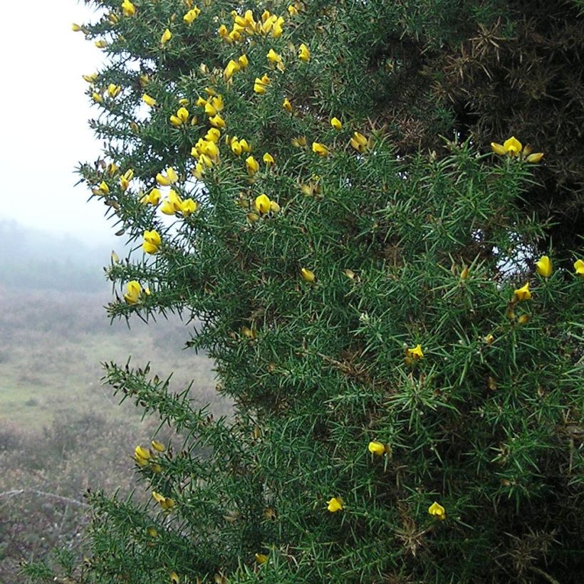 Ulex europaeus - Europäischer Stechginster (Laub)