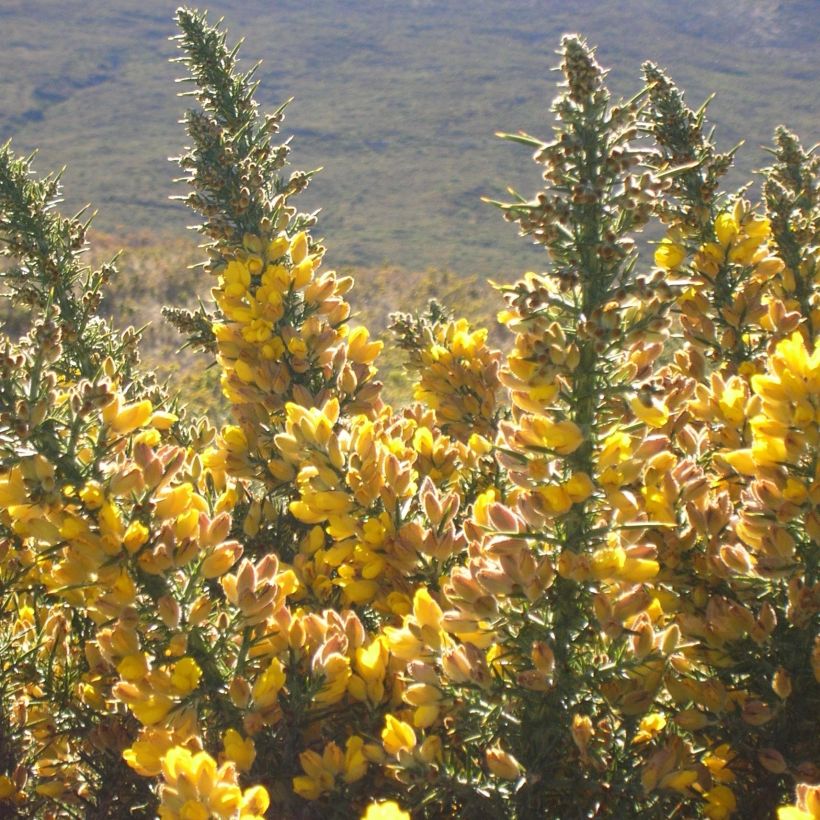 Ulex europaeus - Europäischer Stechginster (Blüte)