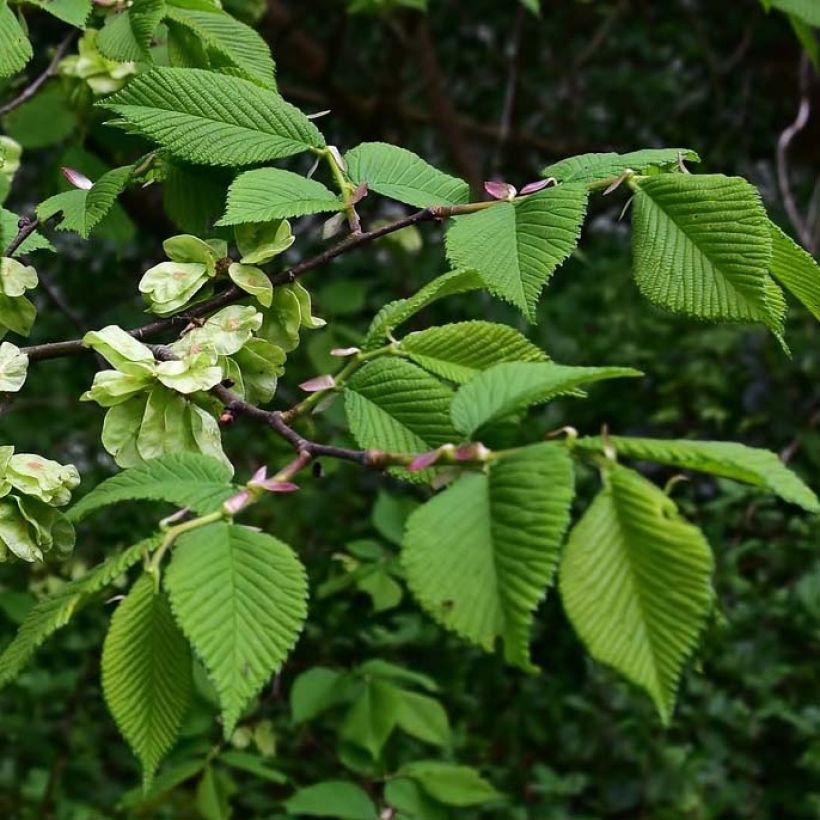 Berg-Ulme - Ulmus glabra (Laub)