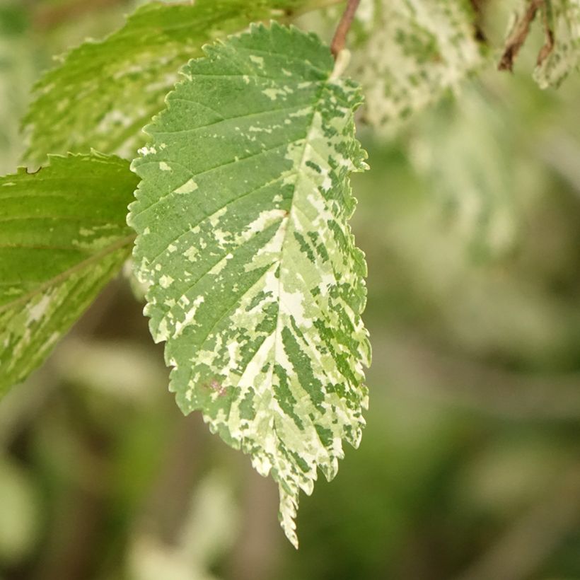 Feld-Ulme Argenteovariegata - Ulmus minor (Laub)