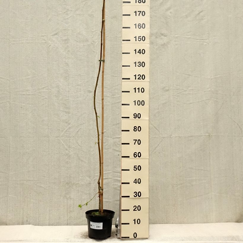 Exemplar von Feld-Ulme Louis van Houtte - Ulmus minor Topf mit 7,5L/10LGelieferte Höhe ca. 200/220cm wie im Frühjahr geliefert