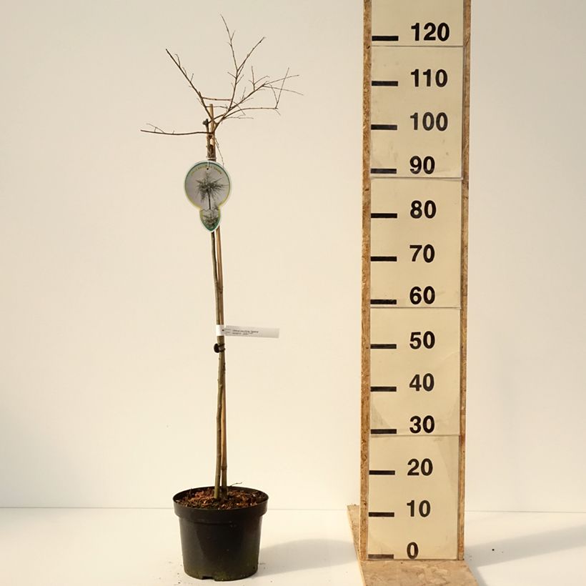 Exemplar von Chinesische Ulme Geisha - Ulmus parvifolia Topf mit 4L/5LGelieferte Höhe ca. 60/+cm wie im Winter geliefert