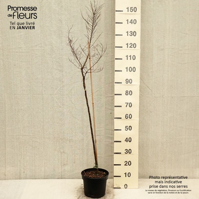 Exemplar von Ulmus parvifolia Seiju - Orme de Chine - Pot de 4L/5L wie im Winter geliefert