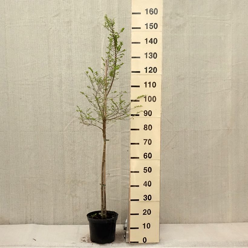 Exemplar von Chinesische Ulme Seiju - Ulmus parvifolia Topf mit 4L/5LGelieferte Höhe ca. 80/100cm wie im Frühjahr geliefert